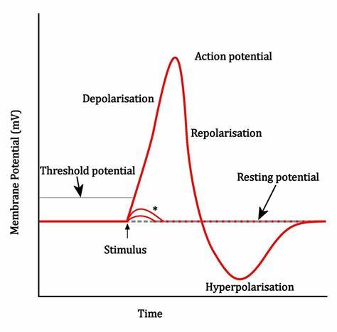 Figure 1: Neuron Behavior
